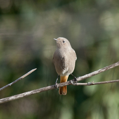 Phoenicurus ochruros
