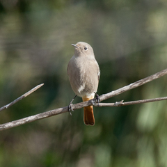 Phoenicurus ochruros