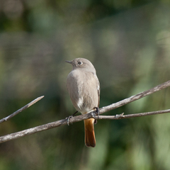 Phoenicurus ochruros