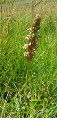 Satyrium cristatum cristatum