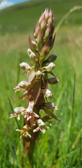Satyrium cristatum cristatum