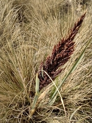 Carex pichinchensis