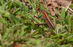 Holcosus leptophrys