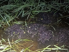 Rana temporaria