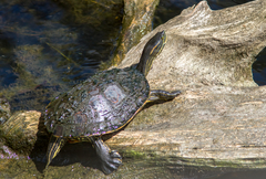 Trachemys venusta