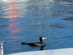 Phalacrocorax carbo