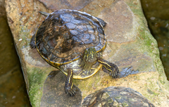 Trachemys venusta