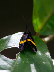 Dioptinae