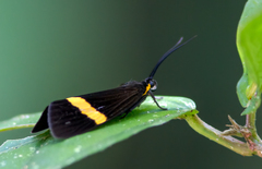 Dioptinae