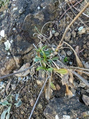 Cephalaria coriacea
