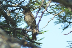 Knipolegus striaticeps
