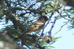 Knipolegus striaticeps