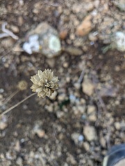 Cephalaria coriacea