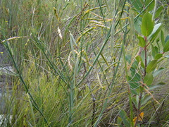 Indigofera filifolia