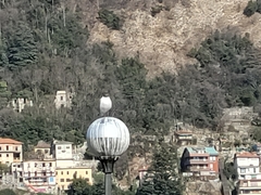 Chroicocephalus ridibundus