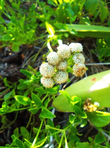 Ageratum maritimum (Ageratum maritimum)