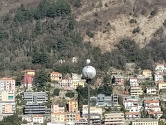 Chroicocephalus ridibundus