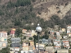 Chroicocephalus ridibundus