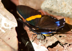 Ancyluris inca inca
