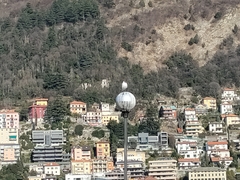 Chroicocephalus ridibundus