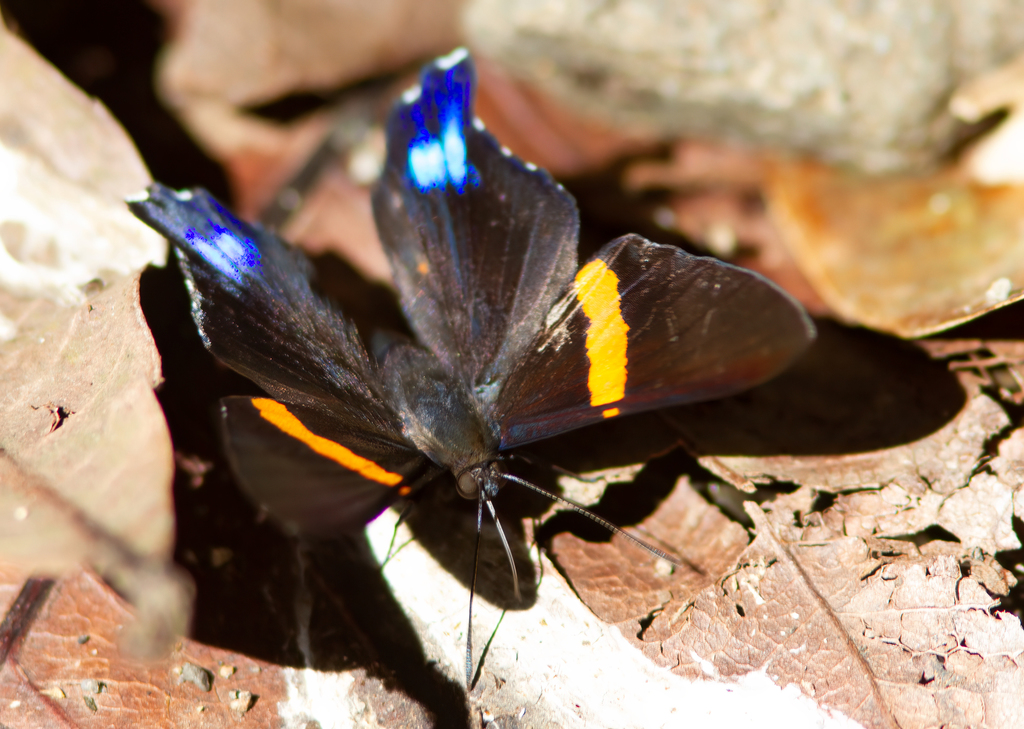 Ancyluris inca inca from La Alameda, Panamá, Panama on January 12, 2014 ...