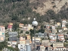 Chroicocephalus ridibundus