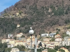 Chroicocephalus ridibundus