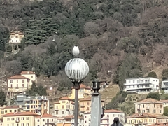 Chroicocephalus ridibundus