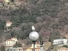 Chroicocephalus ridibundus