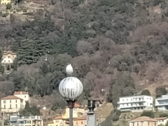 Chroicocephalus ridibundus