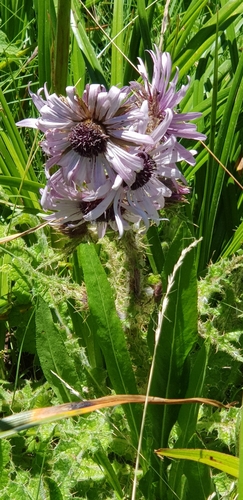Image of Berkheya purpurea by (c) Suvarna Parbhoo Mohan, some rights reserved (CC BY-SA)