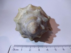 Strombus pugilis