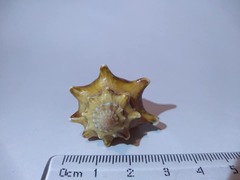 Strombus alatus