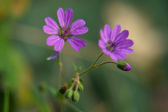 Geranium pyrenaicum
