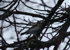 Turdus pilaris