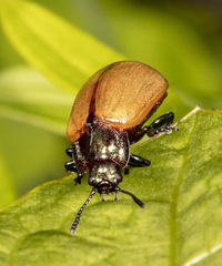 Chrysomela crotchi