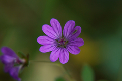 Geranium pyrenaicum