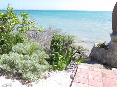 Tournefortia gnaphalodes