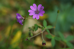 Geranium pyrenaicum