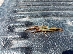 Macrobrachium americanum