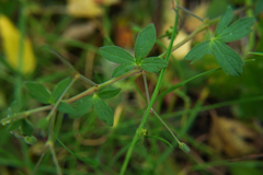 Geranium pyrenaicum
