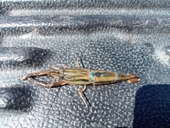 Macrobrachium americanum