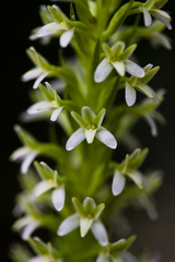 Platanthera elegans elegans