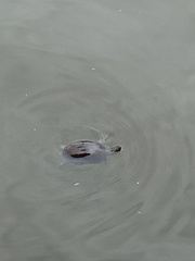 Kinosternon subrubrum hippocrepis