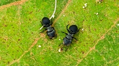 Cephalotes pusillus