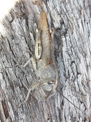 Anacridium aegyptium