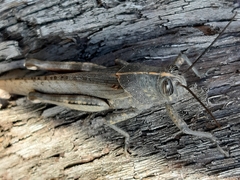 Anacridium aegyptium