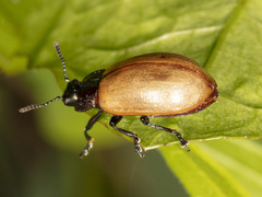 Chrysomela crotchi