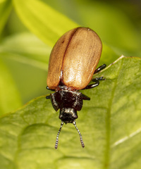 Chrysomela crotchi