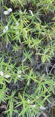 Veronica stenophylla
